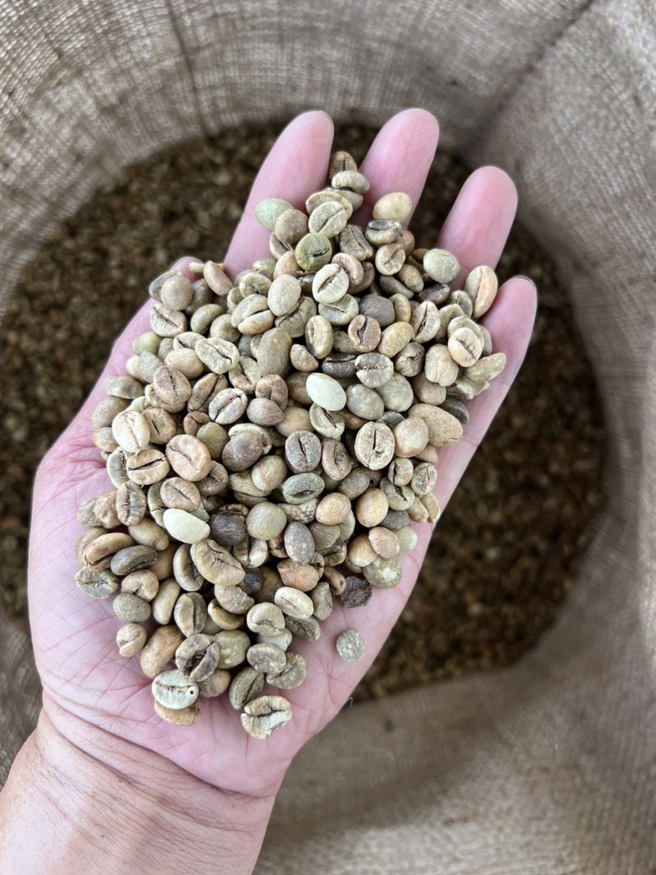 Зеленый кофе в зернах Робуста на экспорт из Вьетнама